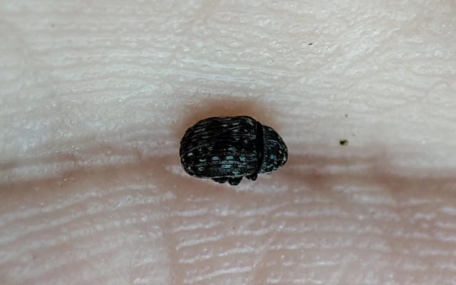 Anthribus nebulosus - ködfoltos pajzstetvész-orrosbogár