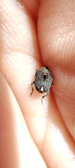 Stenocarus cardui - pipacsgyökér-ormányos