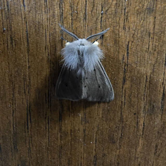 Diaphora mendica - felemás medvelepke