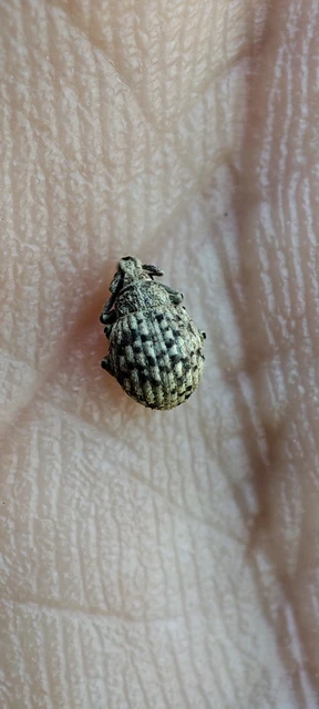 Pelletierellus ventricosus - tarka éjiormányos
