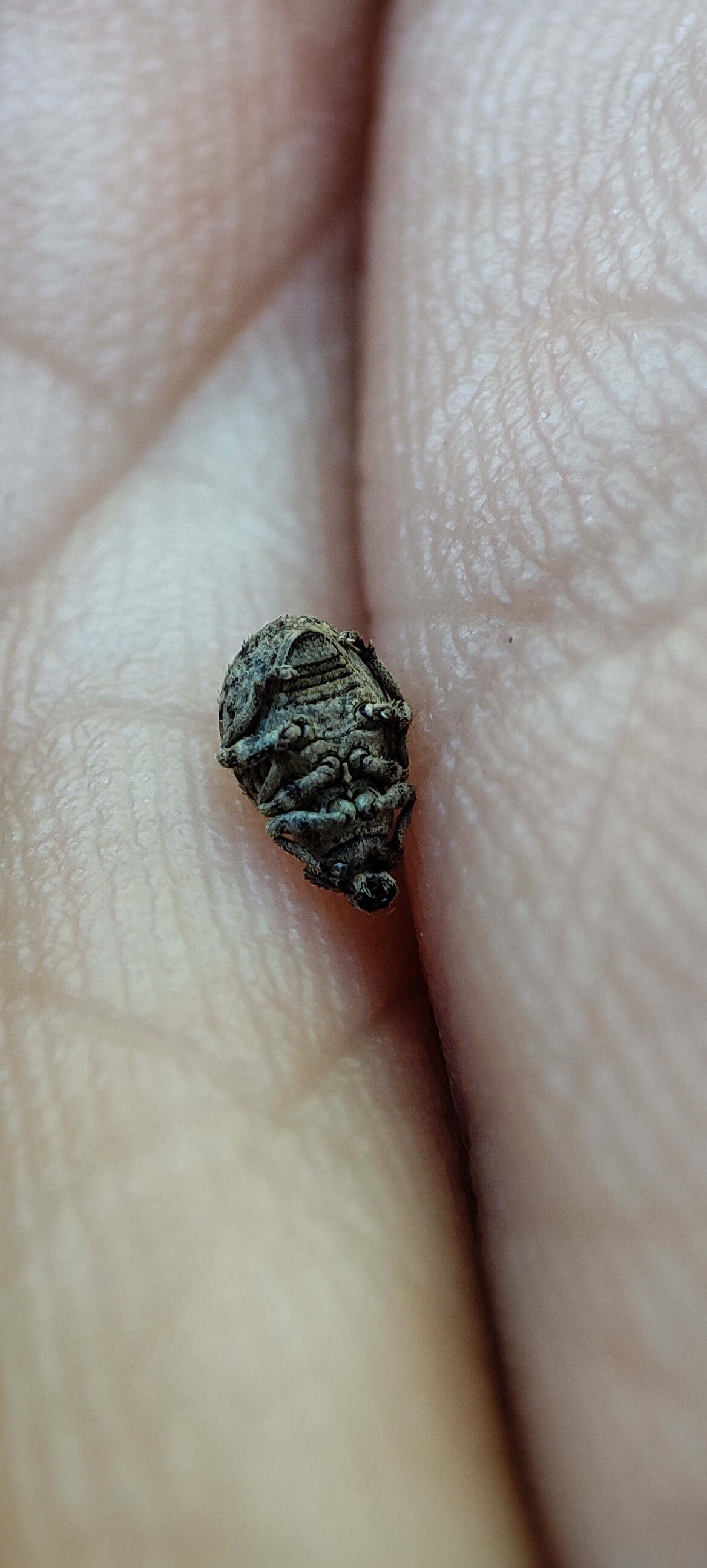 Pelletierellus ventricosus - tarka éjiormányos