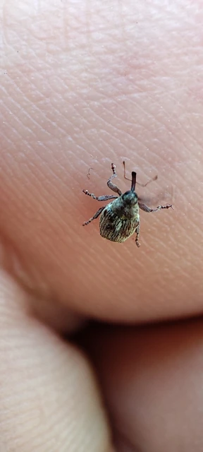 Coeliodes