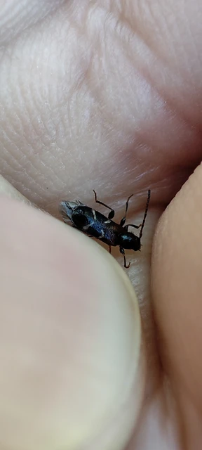 Phymatodes alni - apró háncscincér Phymatodes alni - apró háncscincér