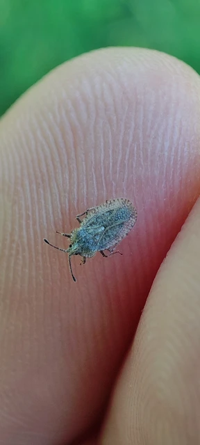 Tingis reticulata - szőrösszegélyű csipkéspoloska Tingis reticulata - szőrösszegélyű csipkéspoloska