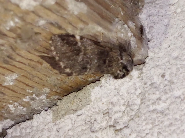 Drymonia dodonea - bélyeges púposszövő