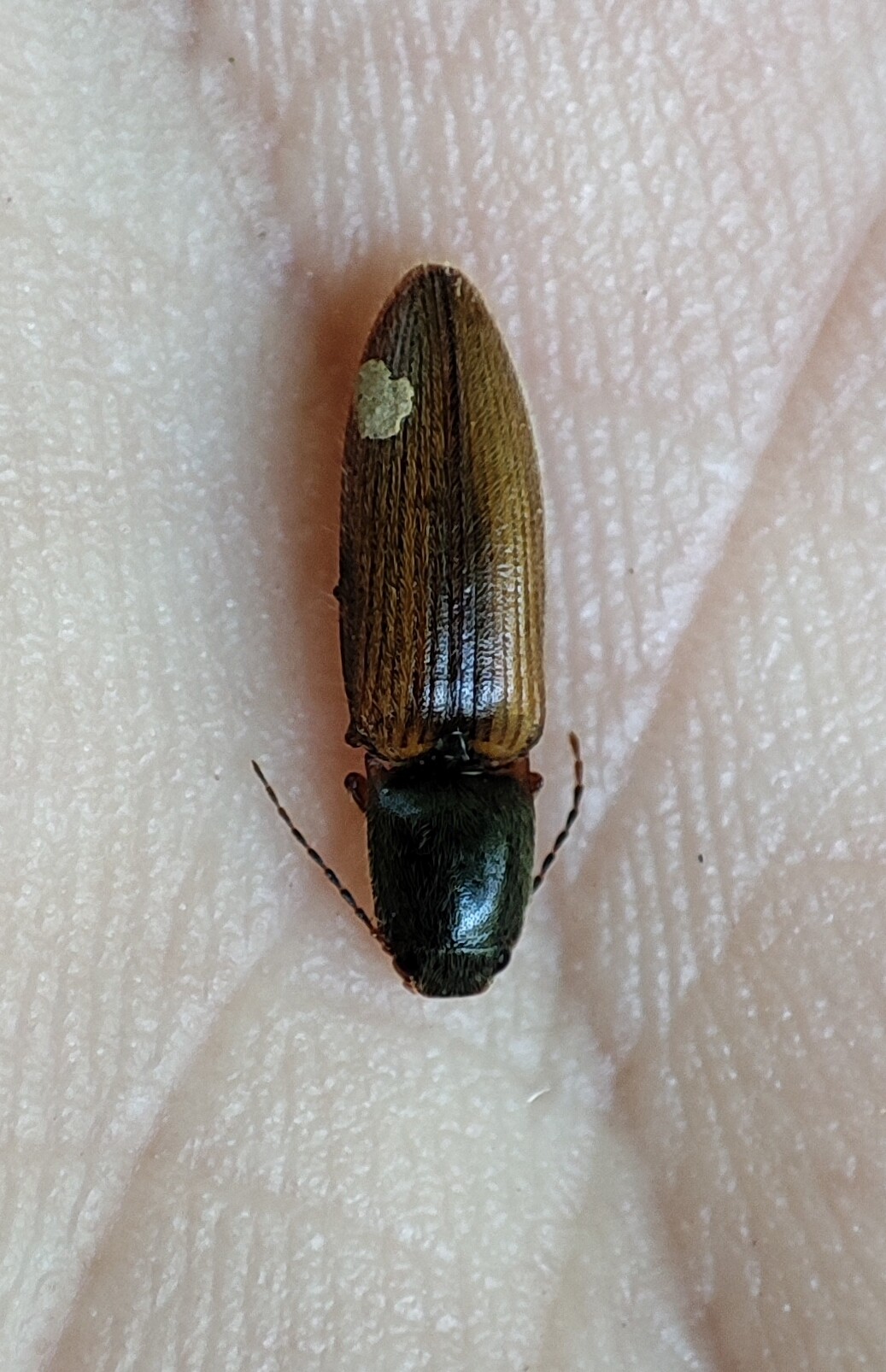 Athous vittatus