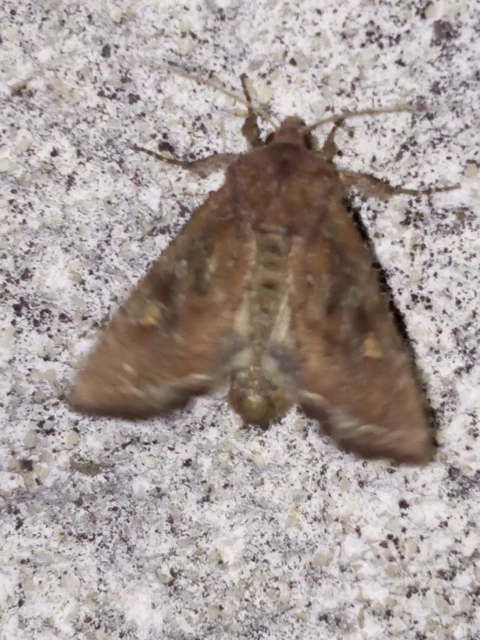 Lacanobia oleracea - saláta-kertibagoly