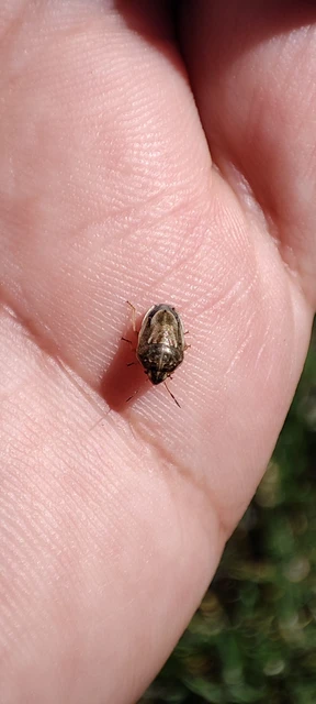 Neottiglossa leporina - sárgahasú címerespoloska Neottiglossa leporina - sárgahasú címerespoloska