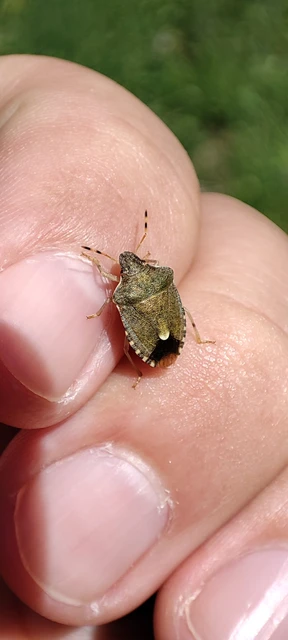 Peribalus strictus - tavaszi címerespoloska
