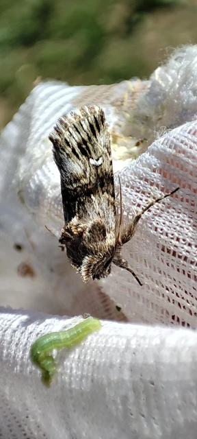Calophasia lunula - gyújtoványfű-apróbagoly
