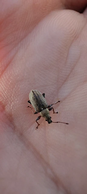 Phyllobius pyri - gyümölcsfa-levélormányos