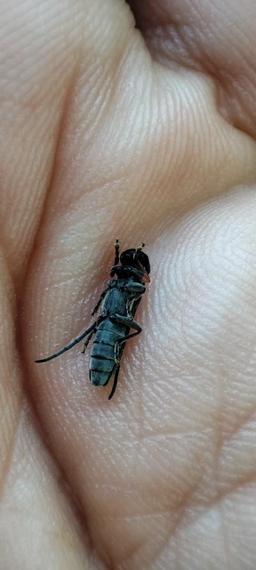Phytoecia cylindrica - medvelapucincér