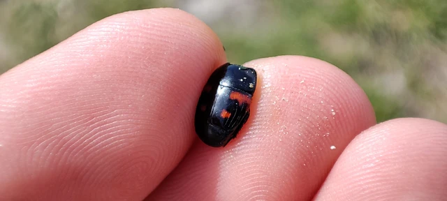 Hister quadrimaculatus - közönséges sutabogár