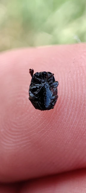 Margarinotus purpurascens - vöröslő sutabogár Margarinotus purpurascens - vöröslő sutabogár