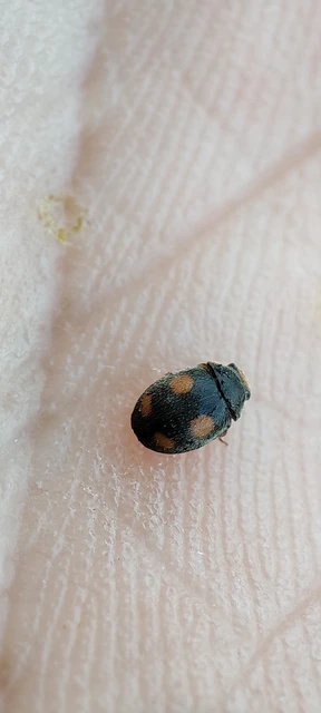 Platynaspis luteorubra - négypettyes szerecsenkata