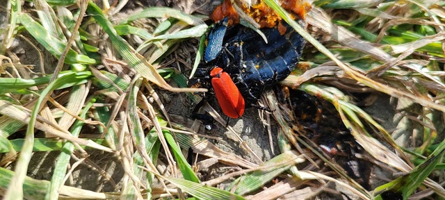 Pyrochroa coccinea - nagy bíborbogár