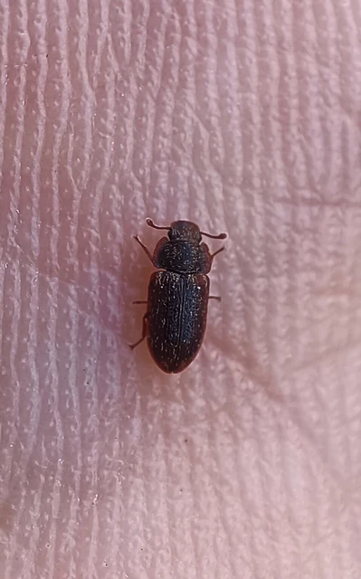 Colobicus hirtus - szegélyes héjbogár