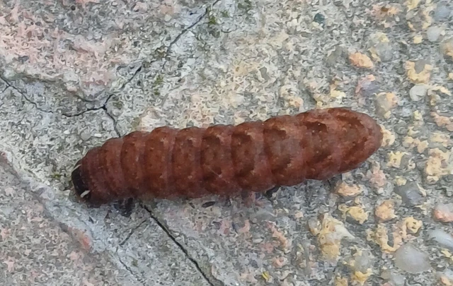 Conistra