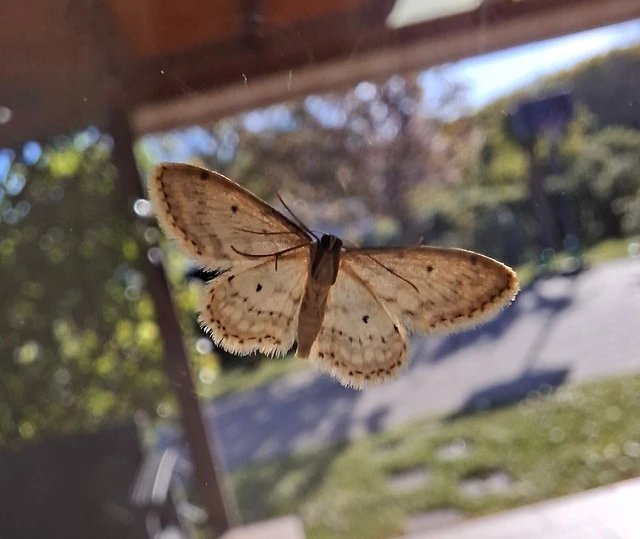 Idaea seriata - szürke apróaraszoló