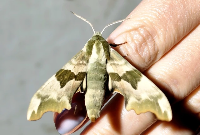 Mimas tiliae - hársfaszender