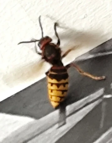 Vespa crabro - lódarázs