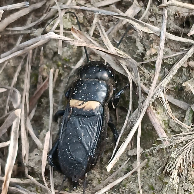 Gryllus campestris - mezei tücsök Gryllus campestris - mezei tücsök