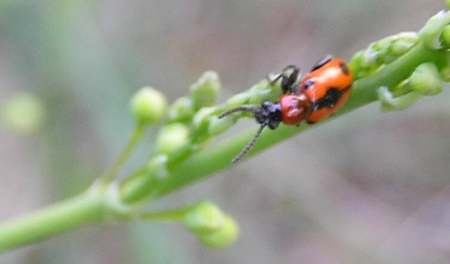 Crioceris quinquepunctata - ötpontos spárgabogár Crioceris quinquepunctata - ötpontos spárgabogár