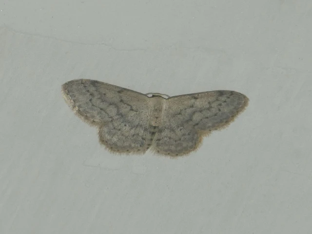 Idaea seriata - szürke apróaraszoló