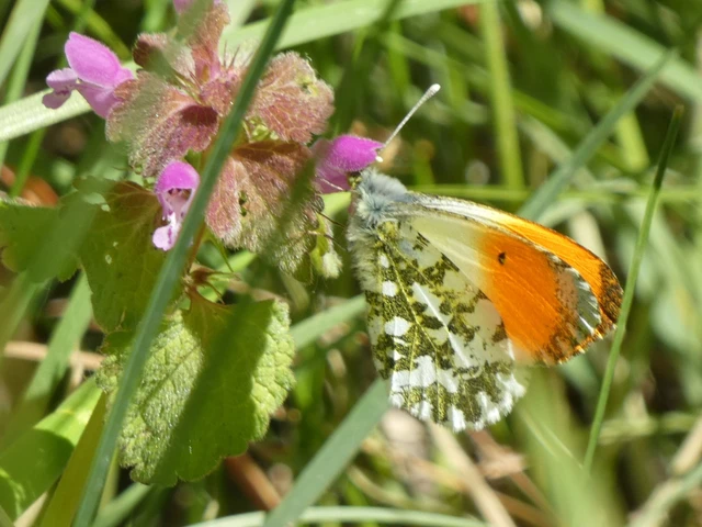 Anthocharis cardamines - hajnalpírlepke
