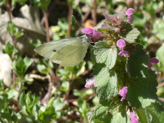 Pieris rapae - répalepke
