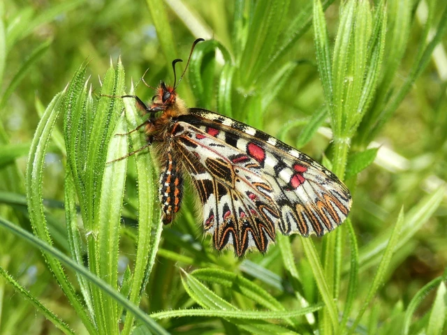 Zerynthia polyxena - farkasalmalepke