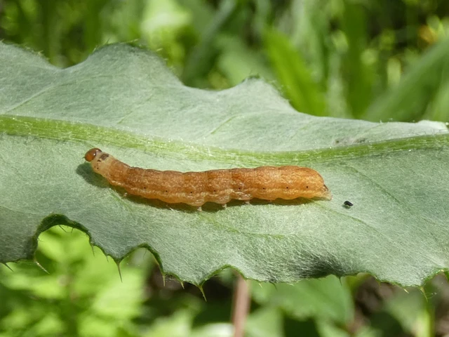 Conistra