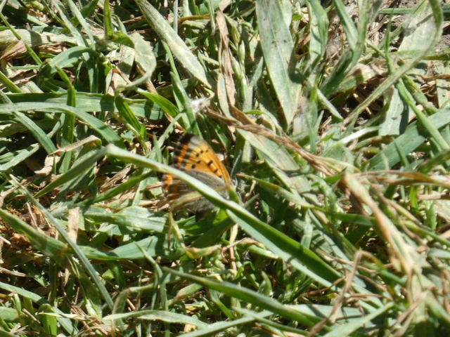 Lycaena phlaeas - közönséges tűzlepke