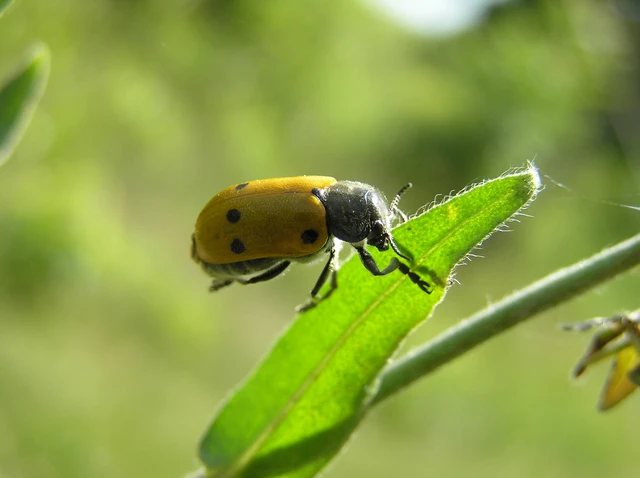 Lachnaia sexpunctata - szőrösnyakú zsákhordóbogár