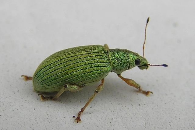 Polydrusus formosus - selymes lombormányos