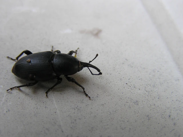 Sphenophorus striatopunctatus - mezei zsuzsok