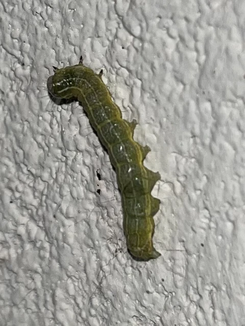 Orthosia cruda - kis barkabagoly