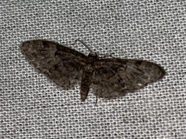 Eupithecia dodoneata - tölgy-törpearaszoló