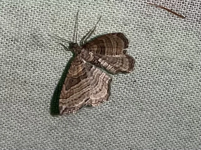 Costaconvexa polygrammata - soksávú araszoló