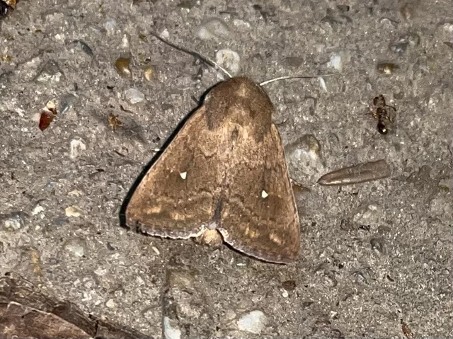 Mythimna albipuncta - fehérpettyes rétibagoly