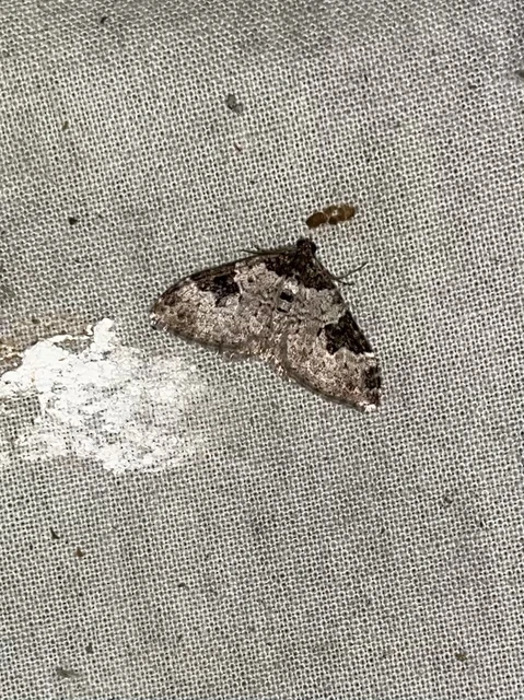 Xanthorhoe fluctuata - közönséges tarkaaraszoló