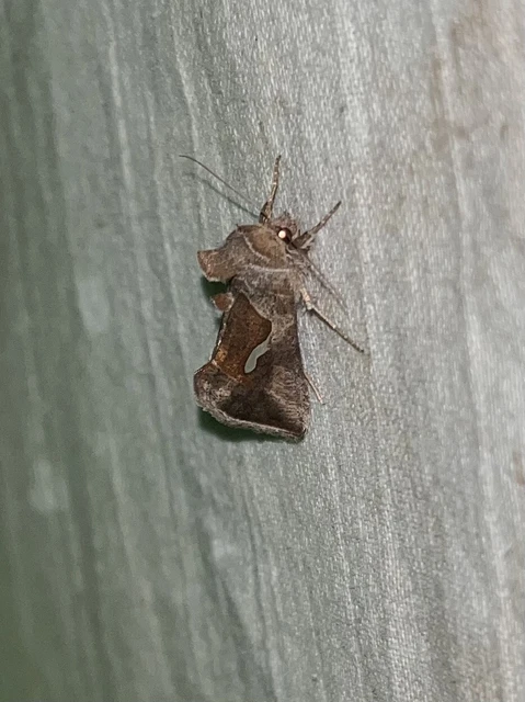 Macdunnoughia confusa - cseppfoltos ezüstbagoly