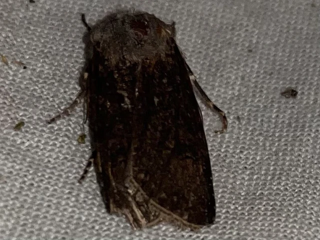 Agrotis segetum - vetési földibagoly