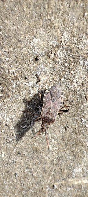 Ceraleptus gracilicornis - tüskéslábú karimáspoloska