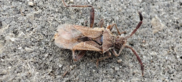 Coriomeris