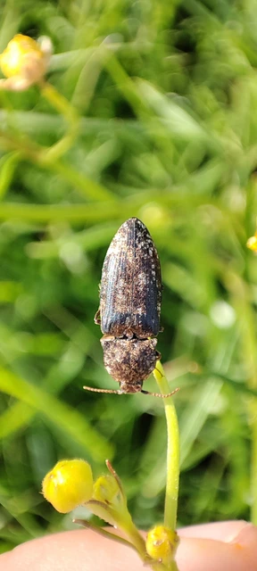 Agrypnus murinus - egérszínű pikkelyespattanó