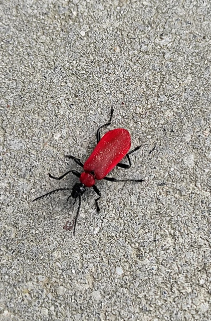 Pyrochroa coccinea - nagy bíborbogár