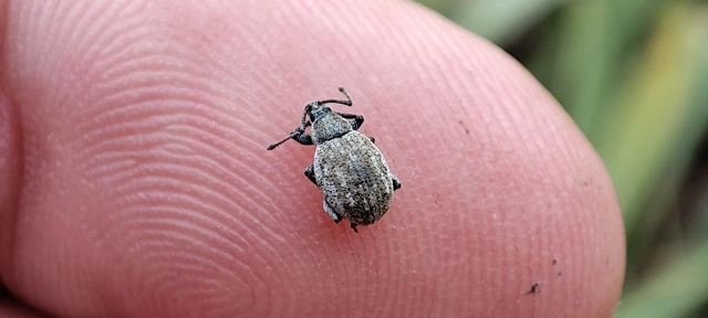 Peritelus familiaris - nagy kendermagbogár