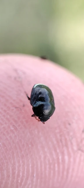 Thyreocoris scarabaeoides - fémes földipoloska