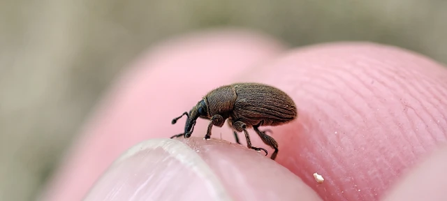 Rhinusa tetra - magtoklakó ökörfarkkóró-ormányos